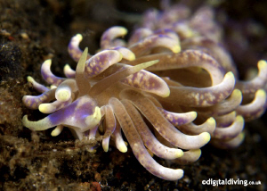 Nudibranch (Phyllodesmium magnum) - found in Lembeh. by David Henshaw 